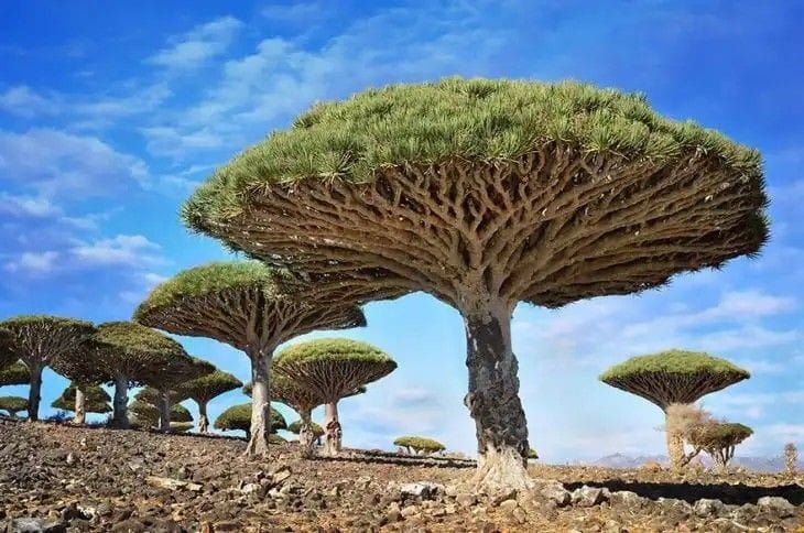 pulau socotra