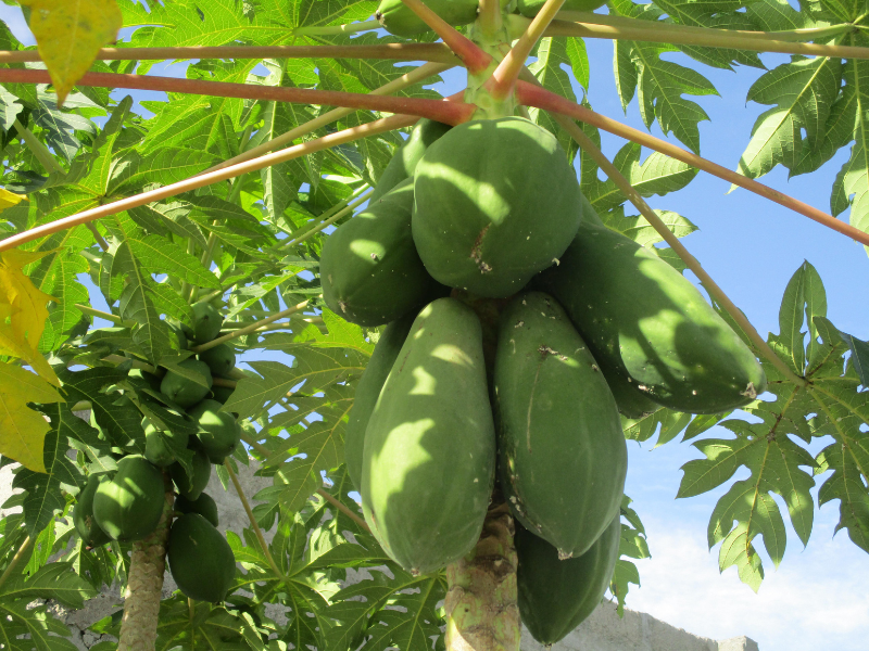 sering dianggap biasa manfaat buah pepaya yang luar biasa