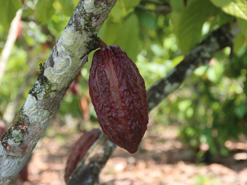 buah cokelat yang unik dan jarang ditemui di pasaran
