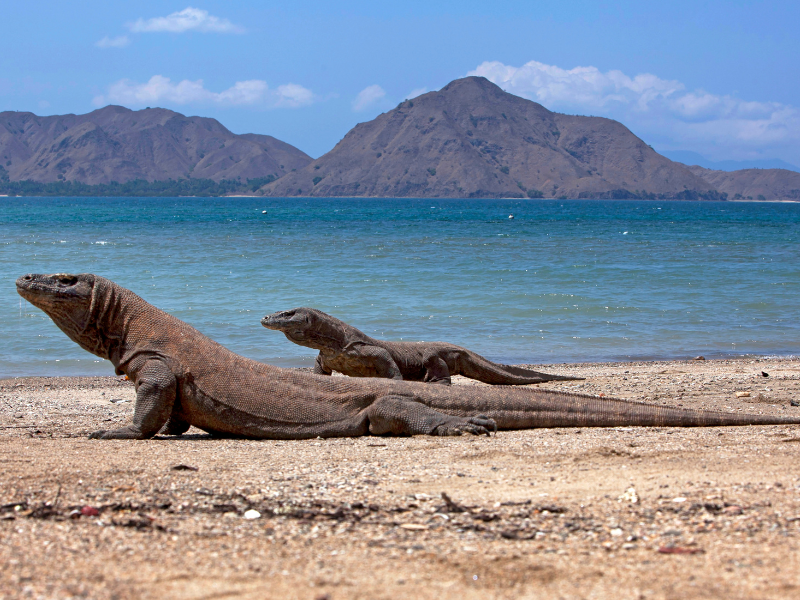 mengintip pesona taman nasional komodo ntt yang memukau