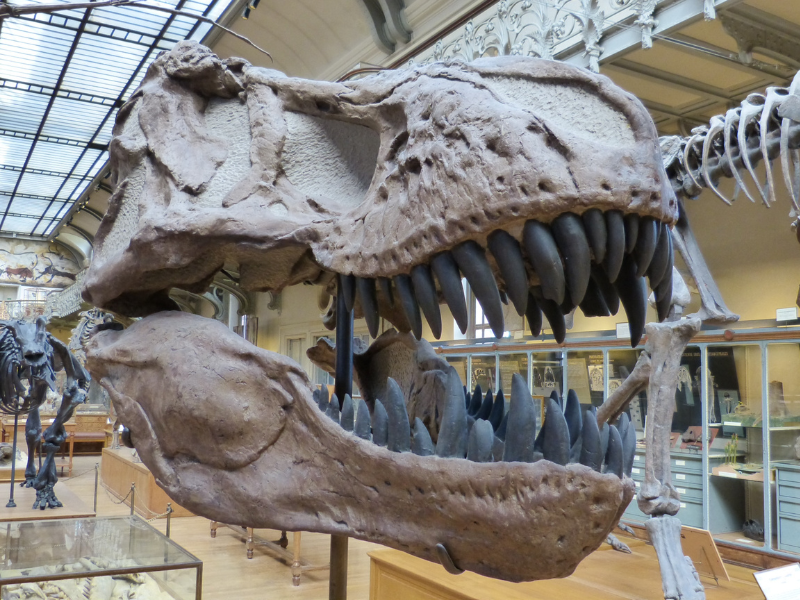 serunya jelajah fosil di museum geologi bandung