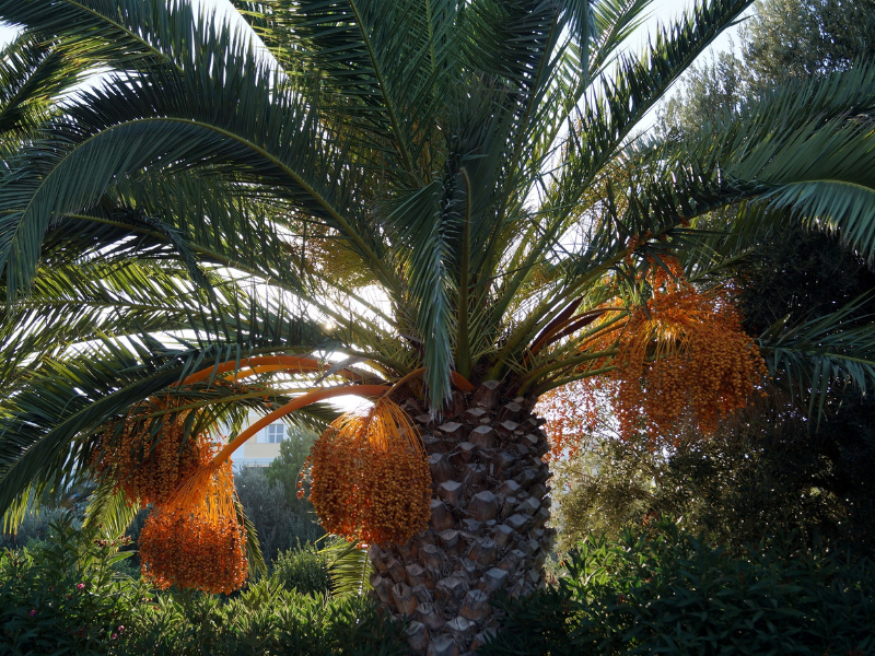 tips cara tanam sawit yang baik dan benar untuk hasil maksimal