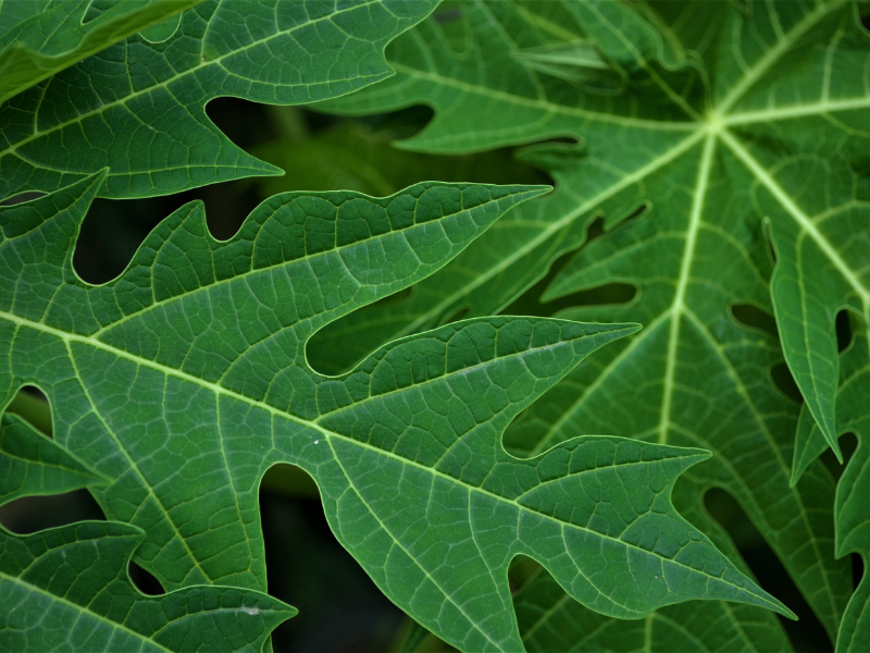 manfaat daun pepaya untuk kesehatan dan cara mengelolanya