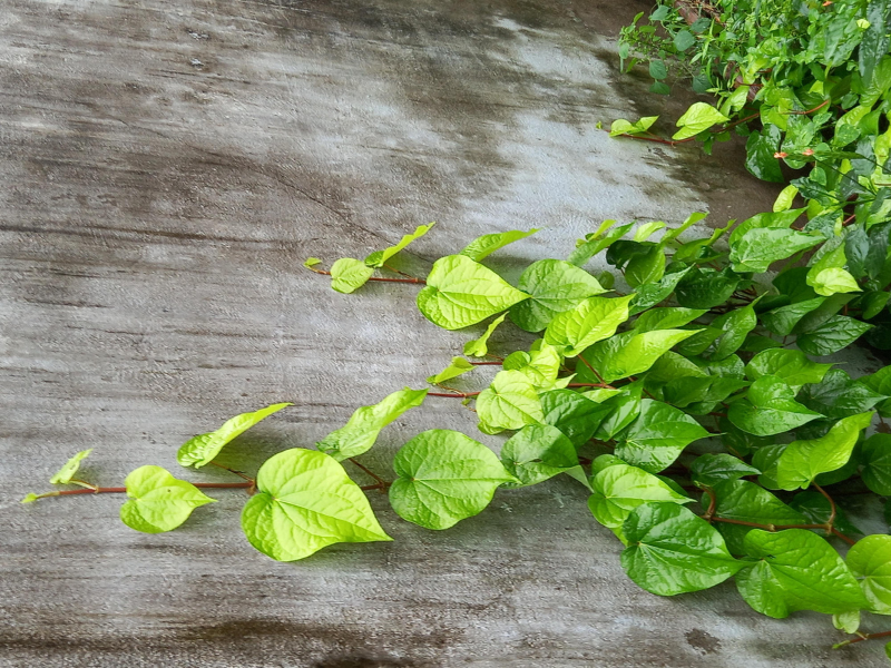 manfaat daun sirih untuk kesehatan tubuh yang luar biasa