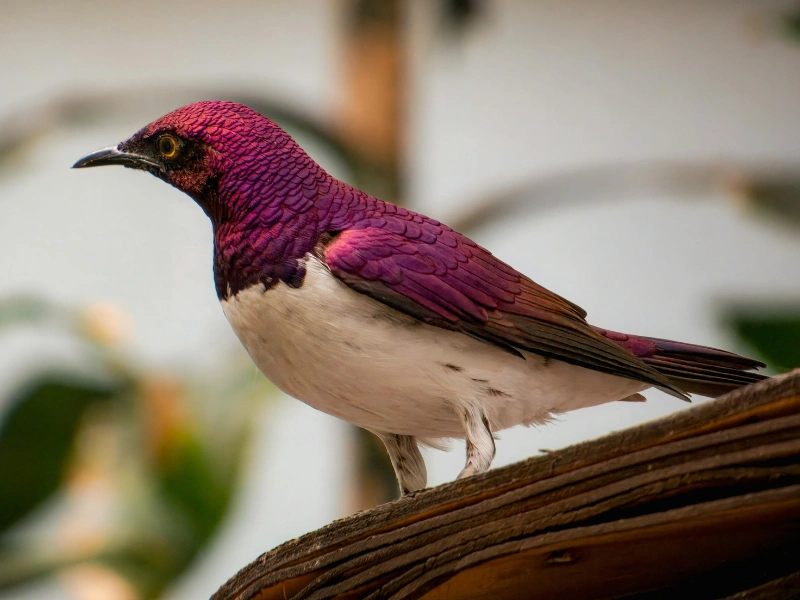 5 fakta menarik tentang burung jalak punggung ungu