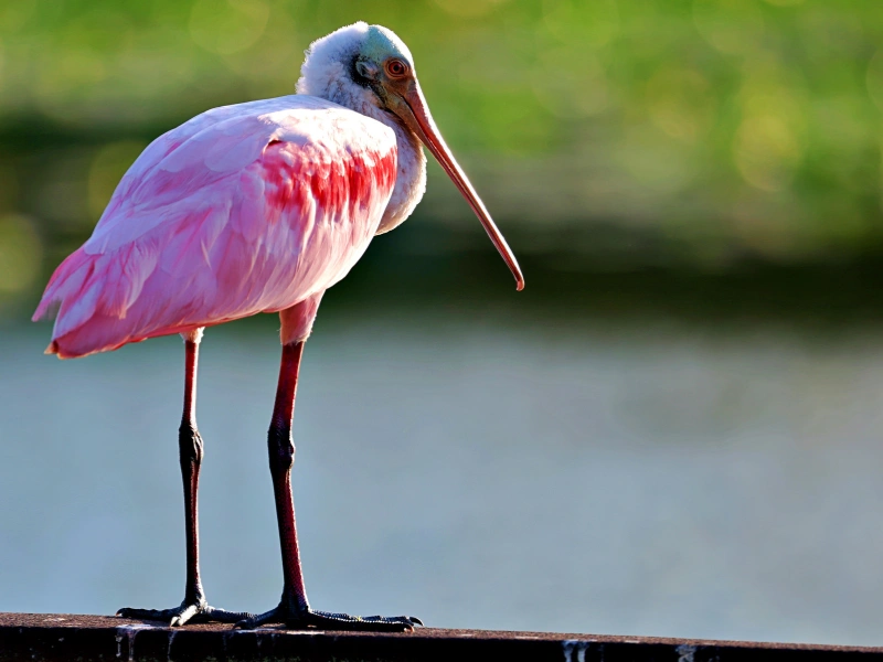 5 fakta menarik tentang burung sendok mawar (roseate spoonbill)