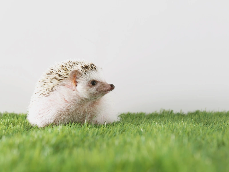 5 fakta menarik tentang four-toed hedgehog yang perlu kamu tahu