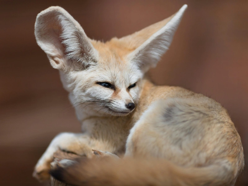 5 fakta menarik tentang rubah telinga kelelawar yang perlu kamu tahu