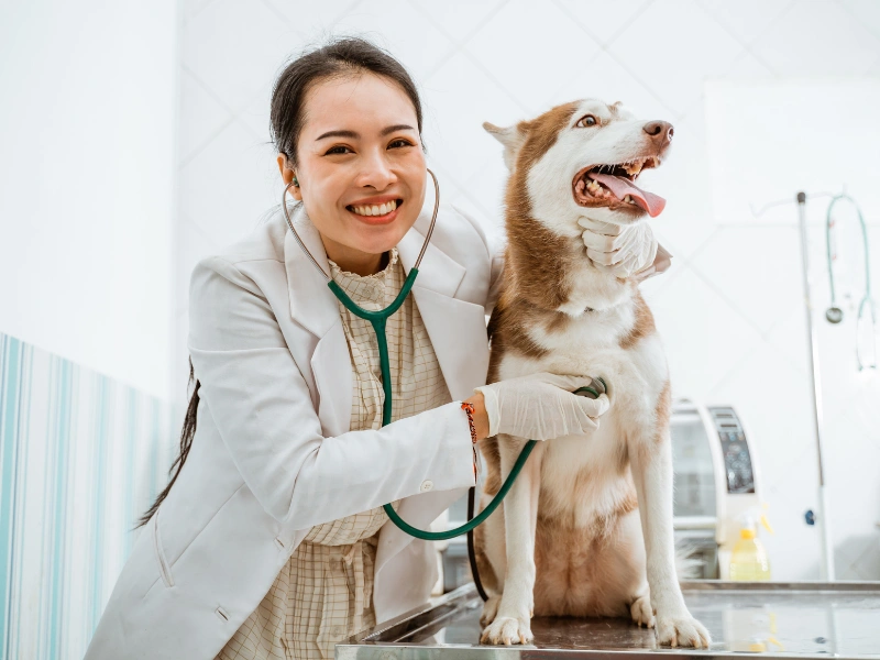 daftar universitas dengan jurusan kedokteran hewan terbaik di indonesia