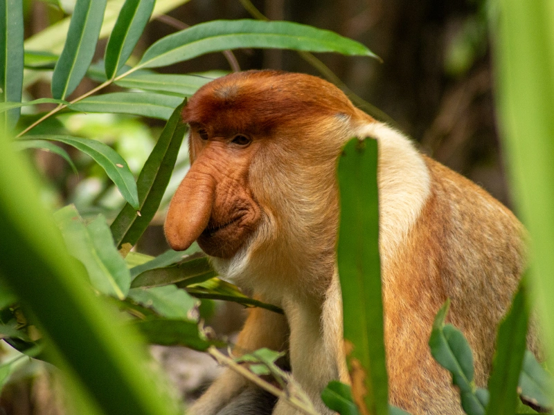 fakta menarik bekantan, primata berhidung panjang asli kalimantan