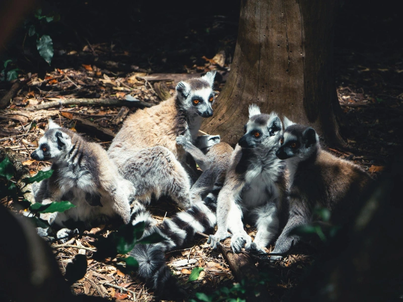 fakta unik lemur, satwa lincah penghuni madagaskar