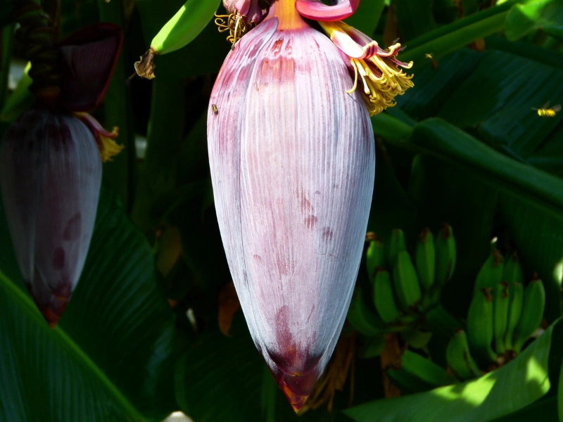 wajib tahu! ini 5 manfaat jantung pisang bagi kesehatan