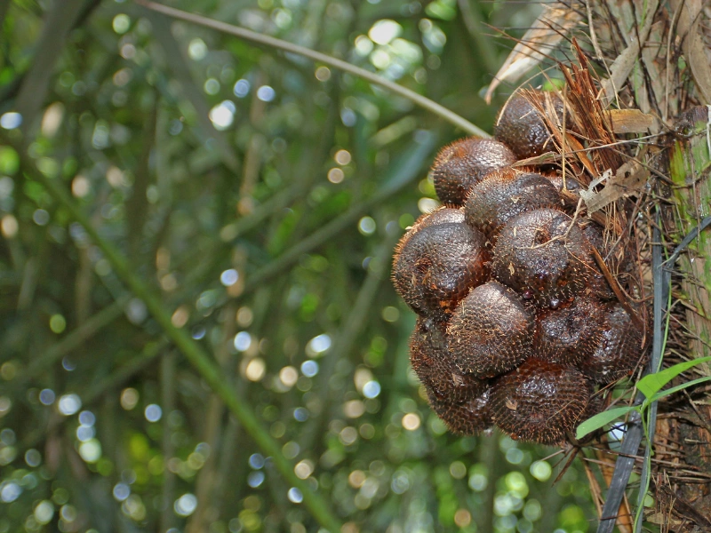 mitos atau fakta, buah salak bisa mengatasi diare