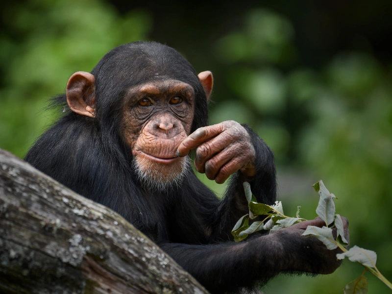 simpanse di china dilarang nonton video demi kesehatan