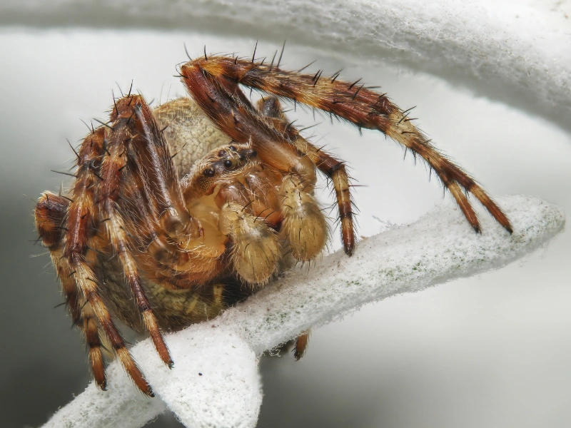 5 fakta menarik laba-laba (arachnida) yang perlu kamu ketahui