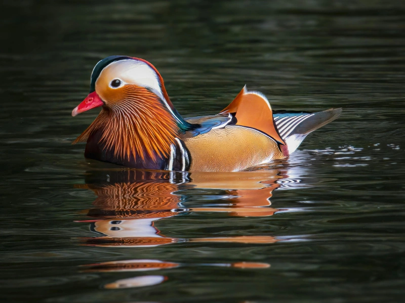 5 fakta menarik tentang bebek mandarin yang perlu kamu tahu