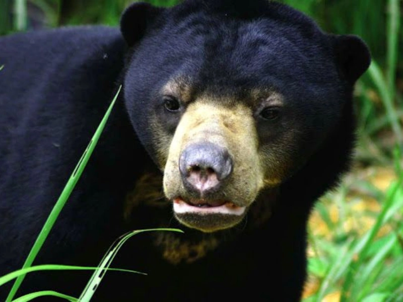 5 fakta menarik tentang beruang madu yang perlu kamu tahu