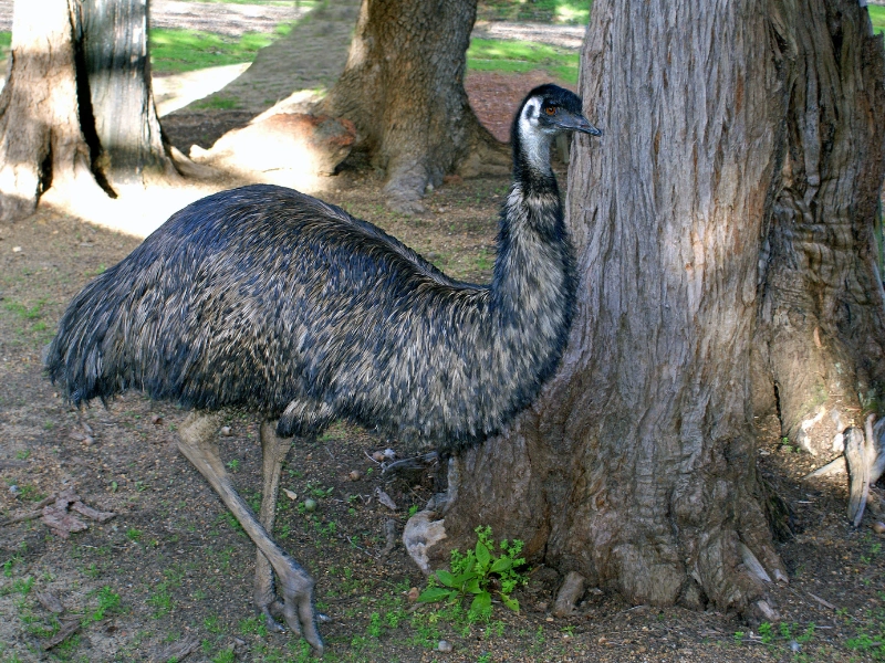 5 fakta menarik tentang burung emu yang perlu kamu tahu