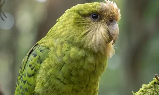 5 fakta menarik tentang burung kakapo yang perlu kamu tahu