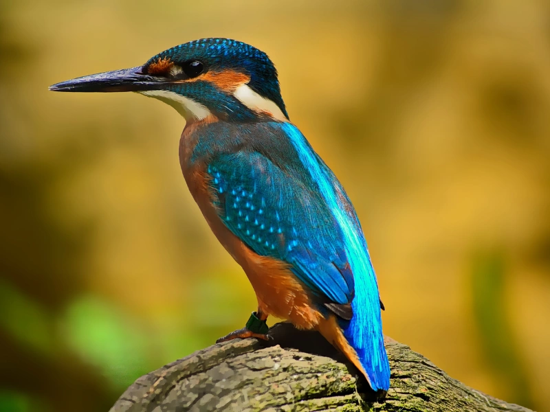 5 fakta menarik tentang burung kingfisher yang perlu kamu tahu