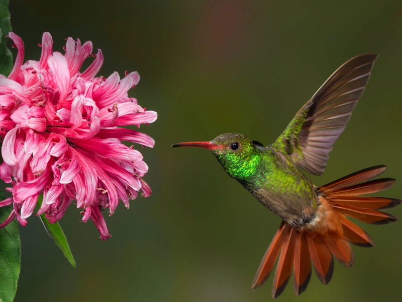 5 fakta menarik tentang burung kolibri yang perlu kamu tahu
