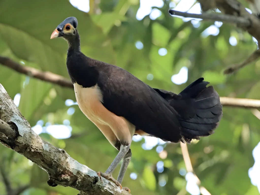 5 fakta menarik tentang burung maleo yang perlu kamu tahu