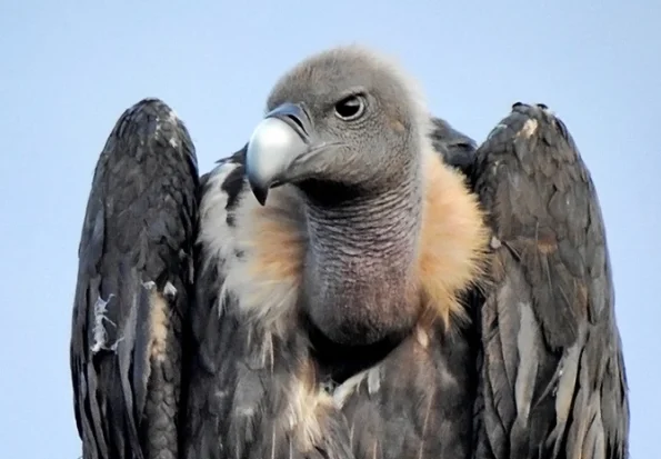 5 fakta menarik tentang burung nasar pantat putih yang perlu kamu tahu