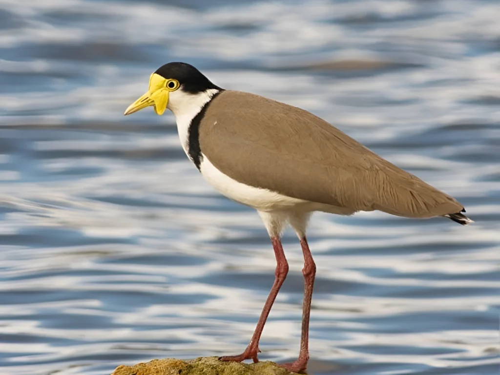 5 fakta menarik tentang burung trulek jawa yang perlu kamu tahu