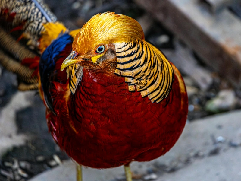 5 fakta menarik tentang golden pheasant yang perlu kamu tahu