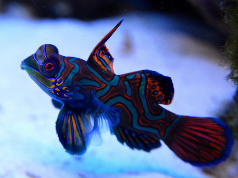 5 fakta menarik tentang ikan mandarin yang perlu kamu tahu