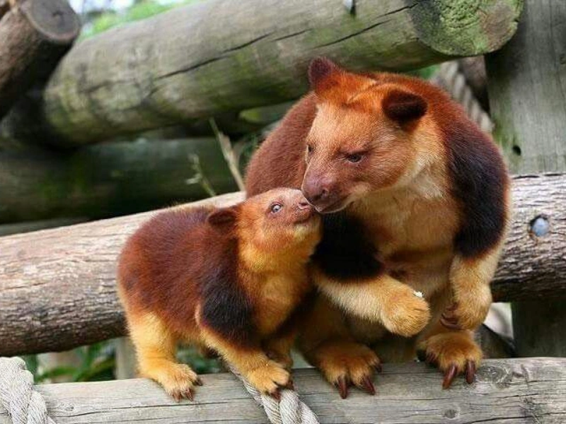 5 fakta menarik tentang kanguru pohon yang perlu kamu tahu