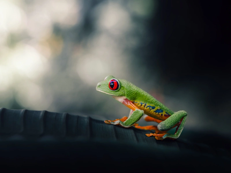 5 fakta menarik tentang katak pohon bermata merah