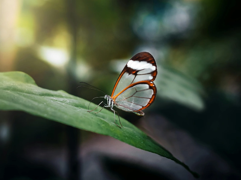 5 fakta menarik tentang kupu-kupu sayap kaca yang perlu kamu tahu