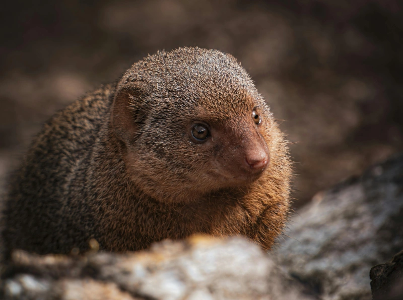 5 fakta menarik tentang luwak kerdil biasa yang perlu kamu tahu