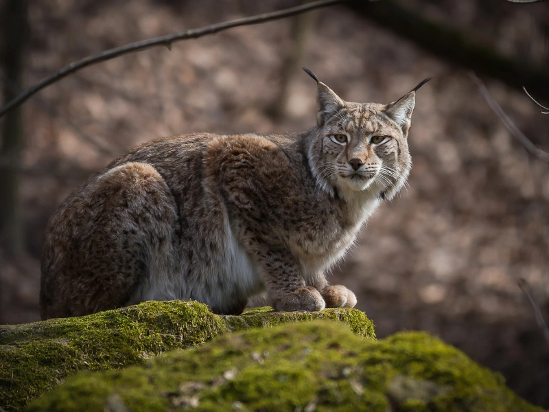 5 fakta menarik tentang lynx iberia yang perlu kamu tahu