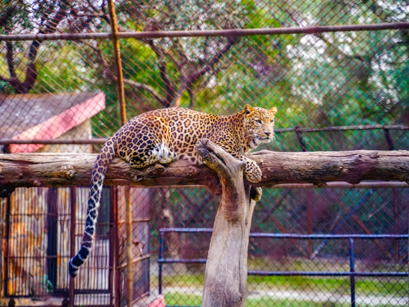 5 fakta menarik tentang macan tutul amur yang perlu kamu tahu
