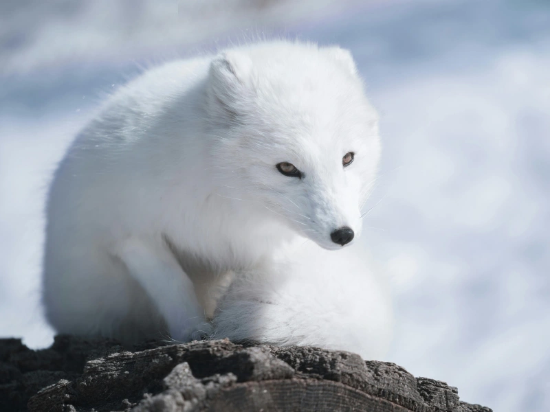 5 fakta menarik tentang rubah arktik yang perlu kamu tahu