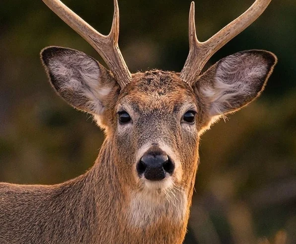 5 fakta menarik tentang rusa bawean yang perlu kamu tahu