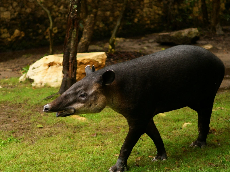 5 fakta menarik tentang tapir yang perlu kamu tahu