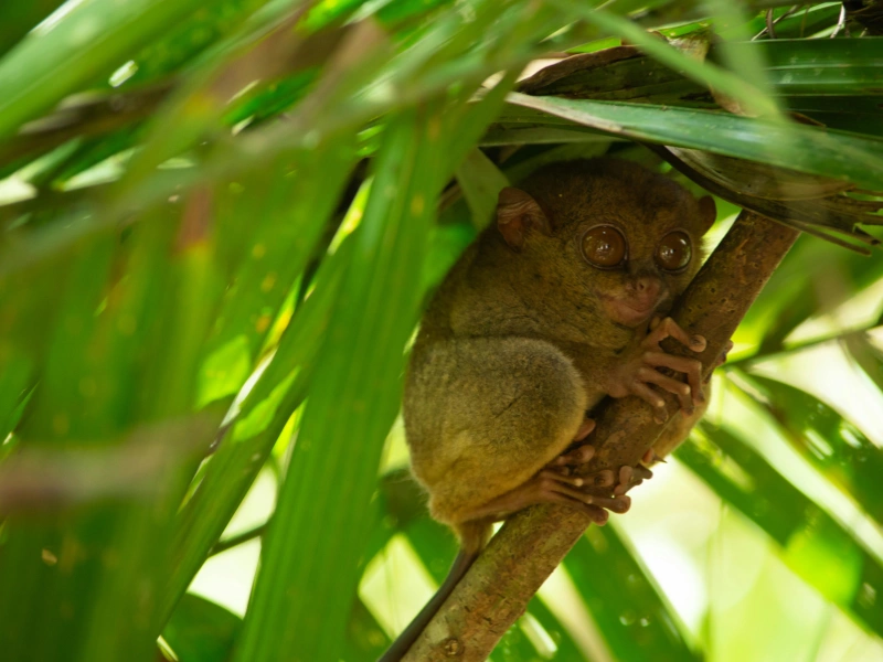 5 fakta menarik tentang tarsius yang perlu kamu tahu