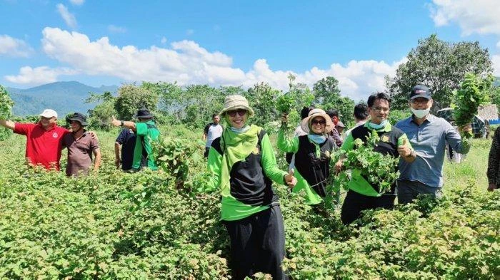 Aceh dalam Aroma: Perjalanan Kopi dan Nilam ke Pasar Dunia!