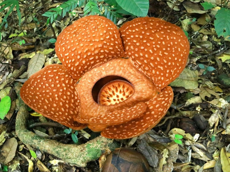 mengenal bunga rafflesia, keajaiban flora langka indonesia