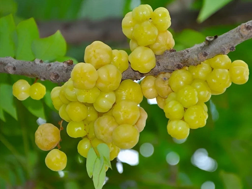 wajib tahu! ini 5 manfaat buah cermai dan kandungan nutrisinya