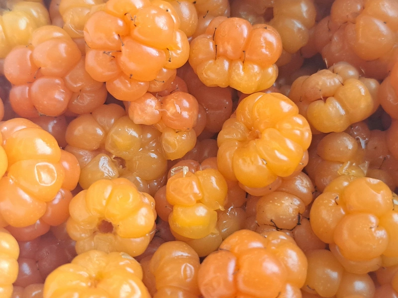 wajib tahu! ini 5 manfaat buah cloudberry dan kandungan nutrisinya