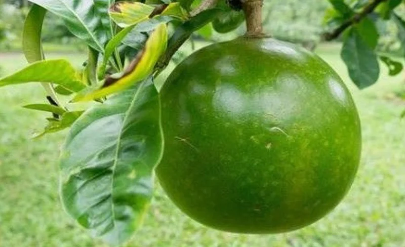 wajib tahu! ini 5 manfaat buah maja dan kandungan nutrisinya