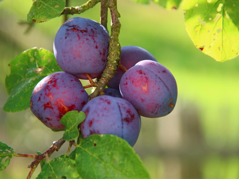 wajib tahu! ini 5 manfaat buah plum dan cara nikmatinya