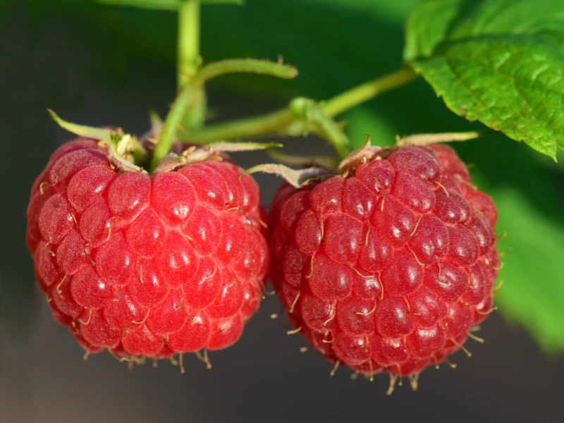 wajib tahu! ini 5 manfaat buah raspberry dan kandungan gizinya