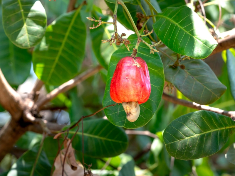 wajib tahu! ini 5 manfaat jambu monyet dan kandungan nutrisinya