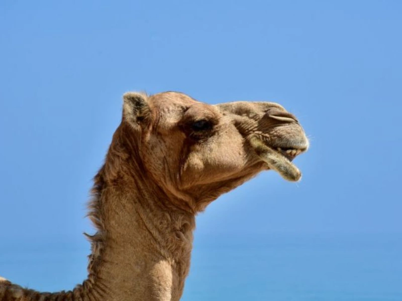 Onta di Oman Didiskualifikasi