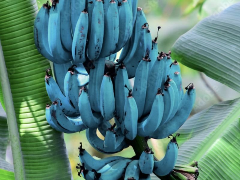 Blue Java Banana Viral
